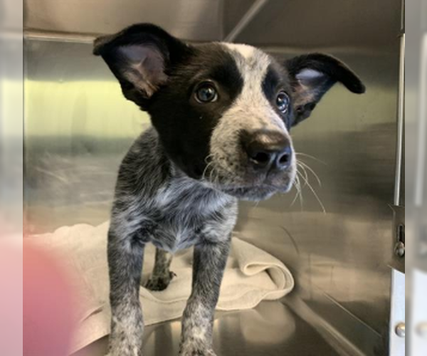 Medium Photo #1 Mutt Puppy For Sale in Woodbury, NY, USA