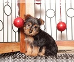 Small #3 Yorkshire Terrier