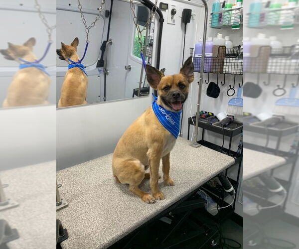 Medium Photo #2 German Shepherd Dog-Papillon Mix Puppy For Sale in Dana Point, CA, USA
