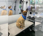 Small #1 German Shepherd Dog-Papillon Mix