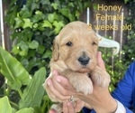 Small Photo #10 Goldendoodle Puppy For Sale in PITTSBURG, CA, USA
