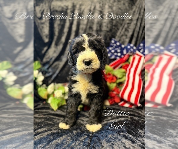 Medium Photo #6 Golden Mountain Doodle  Puppy For Sale in SAINT CLOUD, MN, USA