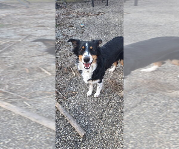 Medium Photo #2 Border-Aussie Puppy For Sale in Aurora, IN, USA