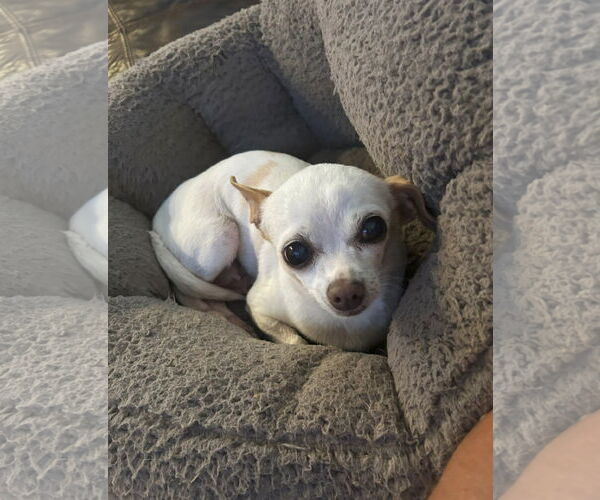 Medium Photo #2 Chihuahua Puppy For Sale in Arlington, VA, USA