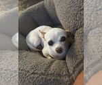 Small #1 Chihuahua