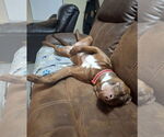 Small #8 Labrador Retriever Mix