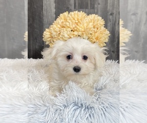 Cotonese Puppy for sale in CANOGA, NY, USA