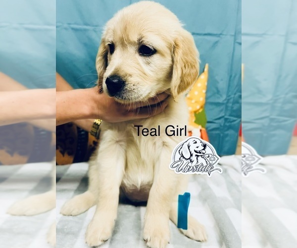 Medium Photo #3 Golden Retriever Puppy For Sale in BOILING SPGS, SC, USA