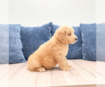Small #2 Goldendoodle (Miniature)