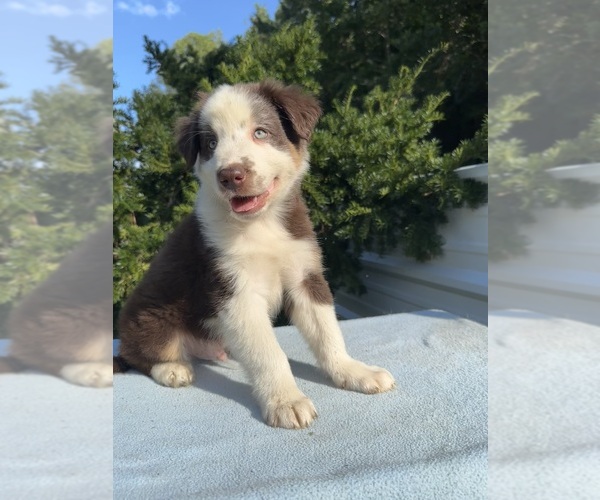 Medium Photo #3 Australian Shepherd Puppy For Sale in HYDEN, KY, USA