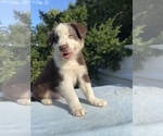Small #2 Australian Shepherd