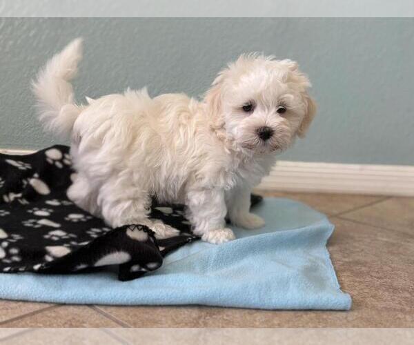 Medium Photo #2 Havanese Puppy For Sale in TUCSON, AZ, USA