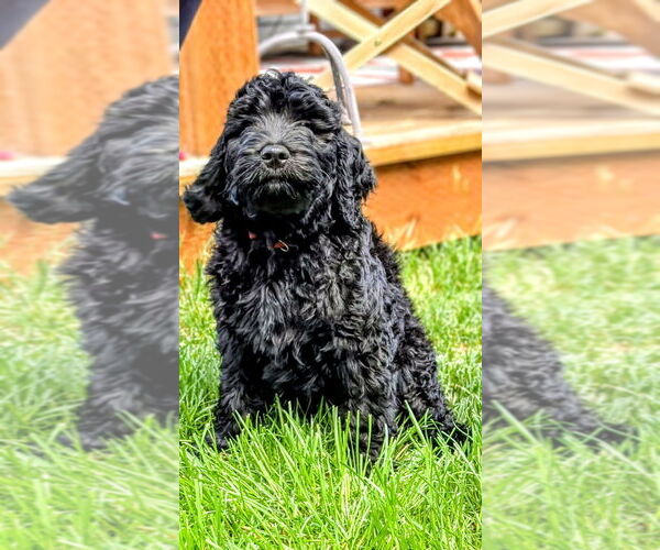 Medium Photo #1 Goldendoodle Puppy For Sale in BEND, OR, USA