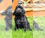 Puppy Mutt Goldendoodle