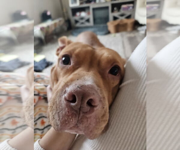 Medium Photo #7 American Pit Bull Terrier-Unknown Mix Puppy For Sale in Aurora, CO, USA