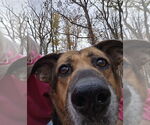 Small #9 German Shepherd Dog Mix