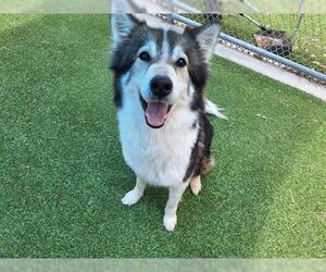 Siberian Husky-Unknown Mix Dogs for adoption in Grand Prairie, TX, USA