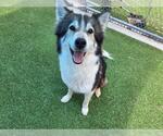 Small Siberian Husky Mix