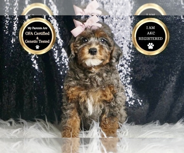 Medium Photo #105 Poodle (Toy) Puppy For Sale in WARSAW, IN, USA