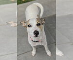 Small #9 Rat Terrier-Shiba Inu Mix