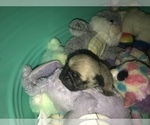 Small Photo #5 Pug Puppy For Sale in FALMOUTH, VA, USA