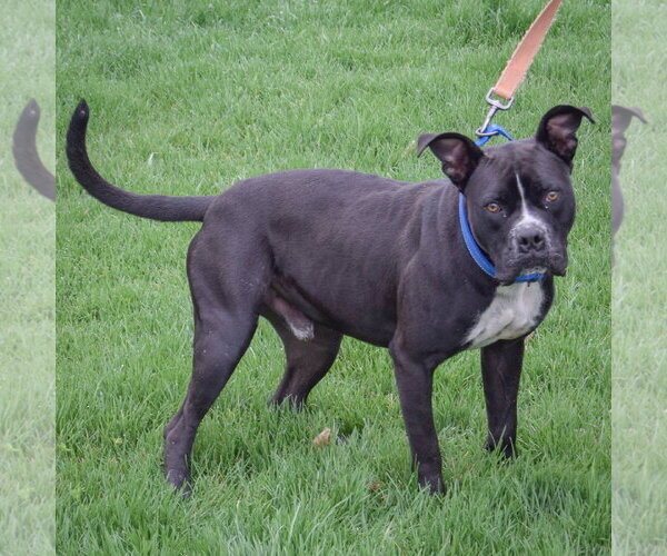 Medium Photo #4 Bulloxer Puppy For Sale in Huntley, IL, USA