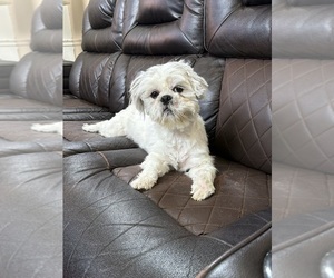Father of the Shih Tzu puppies born on 04/13/2026