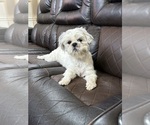 Small Photo #1 Shih Tzu Puppy For Sale in GLENDALE HEIGHTS, IL, USA