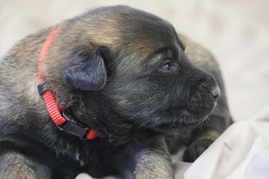 Medium Photo #5 Belgian Malinois Puppy For Sale in ETOWAH, OK, USA