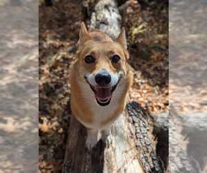 Mother of the Pembroke Welsh Corgi puppies born on 06/10/2025