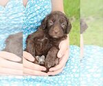 Small Photo #2 Bernedoodle Puppy For Sale in FOXWORTH, MS, USA