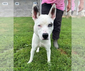 Bellamy - Female Siberian Husky-Unknown Mix Dog for Adoption - Photo #3