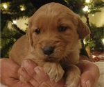 Small Photo #5 Golden Retriever Puppy For Sale in MOUNT SOLON, VA, USA