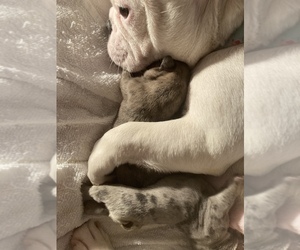 Mother of the French Bulldog puppies born on 12/14/2022
