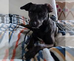Small #1 Mutt