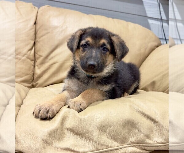 Medium Photo #12 German Shepherd Dog Puppy For Sale in BRIGHTON, CO, USA