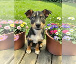 Small #8 Mutt