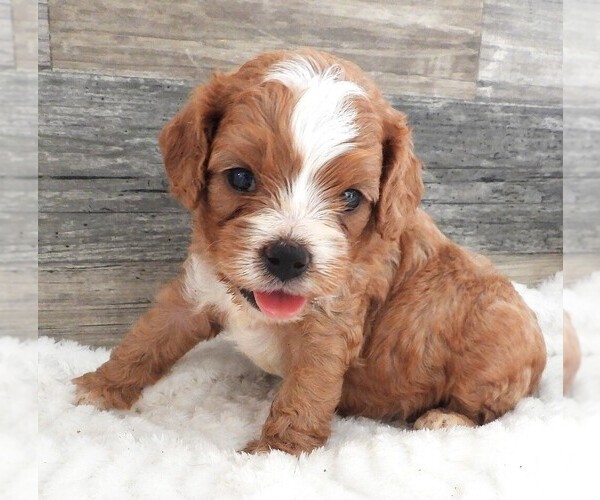 Medium Photo #1 Cavapoo Puppy For Sale in CARLISLE, KY, USA