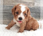 Puppy Puppy 3 Male Cavapoo