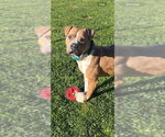 Small #3 American Staffordshire Terrier Mix