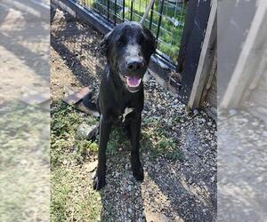 Labrador Retriever-Unknown Mix Dogs for adoption in San Antonio, TX, USA