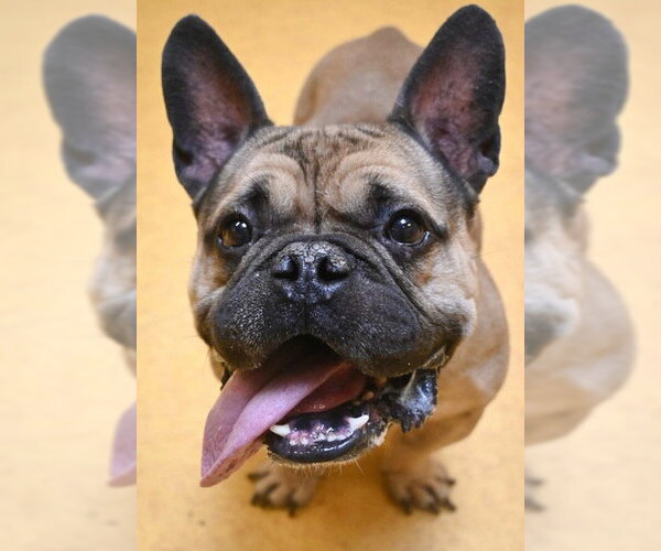 Medium Photo #1 Free-Lance Bulldog Puppy For Sale in Sacramento, CA, USA