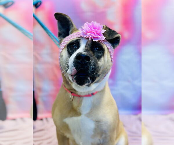 Medium Photo #6 Akita-Unknown Mix Puppy For Sale in Jackson , NJ, USA