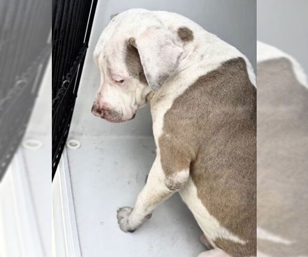 Medium Photo #1 Mutt Puppy For Sale in Houston, TX, USA