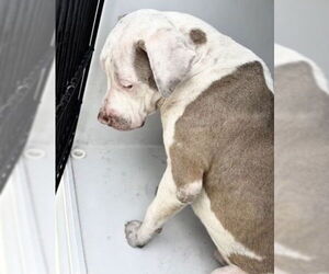 Mutt Dogs for adoption in Houston, TX, USA