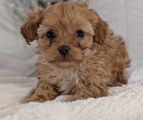 Medium Photo #4 Cavapoo (Miniature) Puppy For Sale in GOSHEN, IN, USA