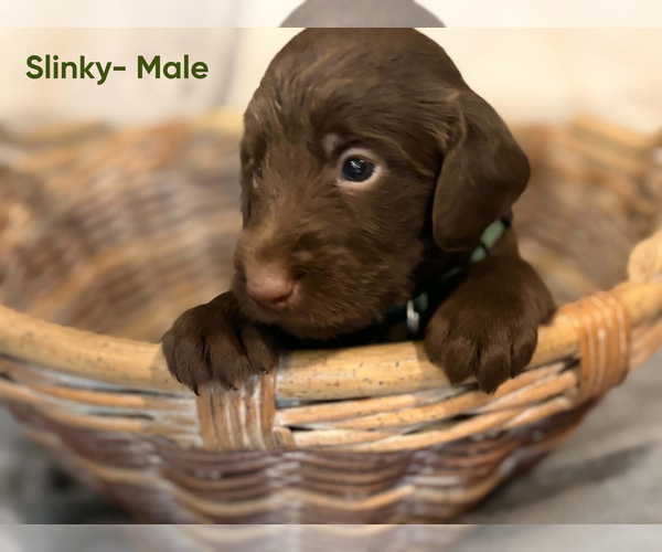Medium Photo #3 Labradoodle Puppy For Sale in CONNERSVILLE, IN, USA