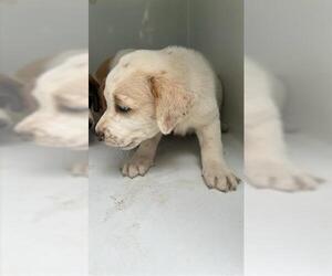 Bloodhound-Unknown Mix Dogs for adoption in Houston, TX, USA