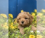 Puppy Puppy 4 Cavapoo