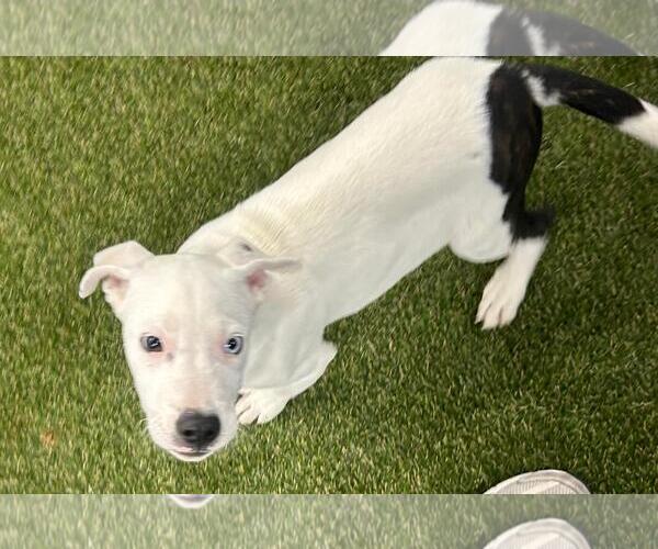 Medium Photo #2 Dalmatian Puppy For Sale in Menifee, CA, USA